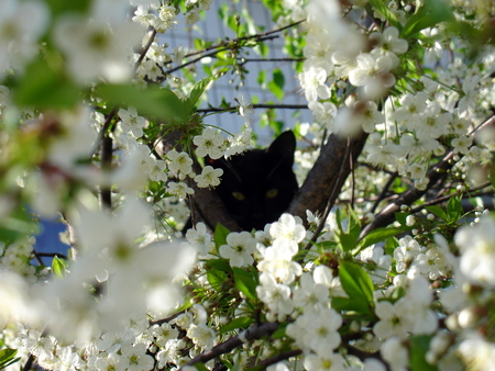 Black cat and cherry blossom tree springtimeの写真素材