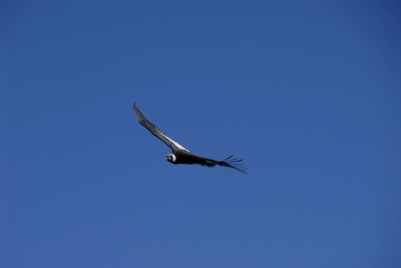 Condor flying over Colca canyon, near Arequipa