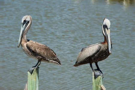 Pelicans sitting in a harbour in Everglades cityの写真素材