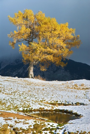 An old larch on Mt  Sleme, with dark clouds in the background on October dayの写真素材