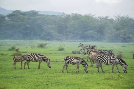 Zebras graze at Manyara national park in Tanzaniaの写真素材