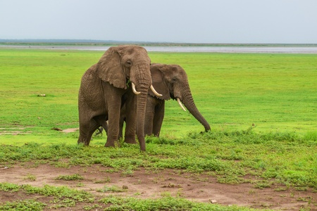 Elephants feed in Manyara national park, Tanzaniaの写真素材
