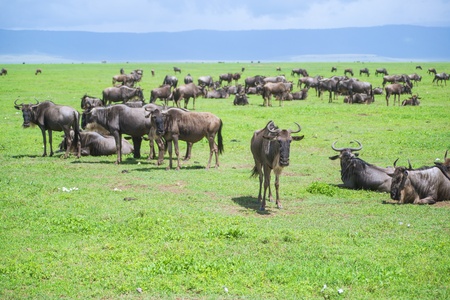 Wildebeests rest in the plains of Ngorongoro craterの写真素材