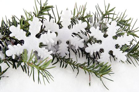 Christmas white stars on branch with  snowの写真素材