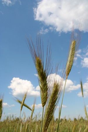 ears on blue sky, agliculture  background