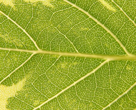 Green and yellow leaf as texture background