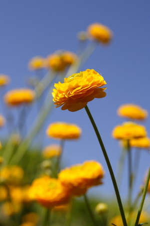 Yellow wild flower on blue sky and green field backgroundの写真素材