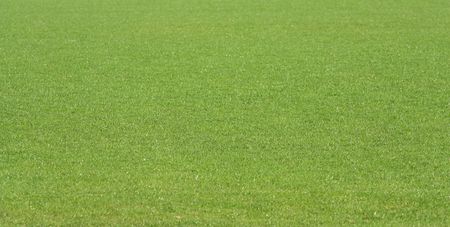 Background of spring green grass
