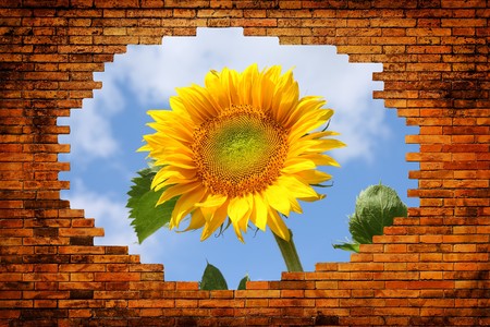 Hole in old brick wall with view on field with sunflower and blue skyの写真素材