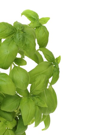 Fresh and aromatic basil isolated on white backgroundの写真素材