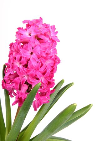 flower hyacinth on white backgroundの写真素材
