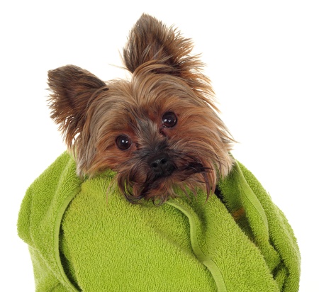 Yorkshire Terrier with green towel, before the bathの写真素材