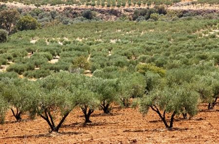 Olive trees, planted trees in the plantation in Greece, Crete.の写真素材