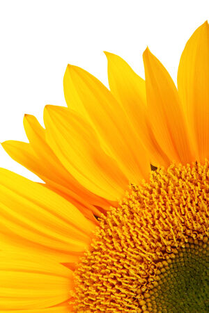  yellow sunflower isolated over white, close up.の写真素材
