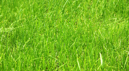 Green background by the fresh grassの写真素材