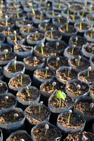 Baby Coffee Plantの写真素材