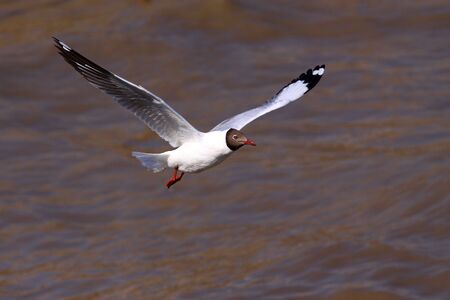 seagullの写真素材