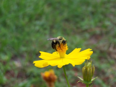 bumble bee