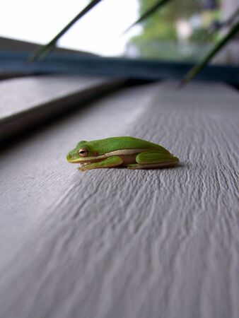 lil froggy