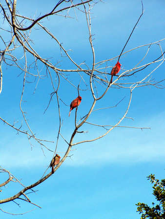 three cardinals on a branchの写真素材