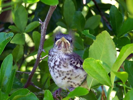  mockingbird