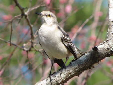 mockingbird on guardの写真素材