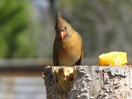 shy cardinalの写真素材