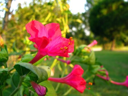 bright pink and prettyの写真素材