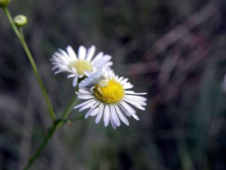 critter close upの写真素材