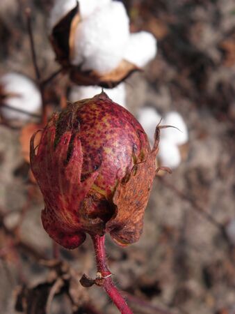 cotton podの写真素材