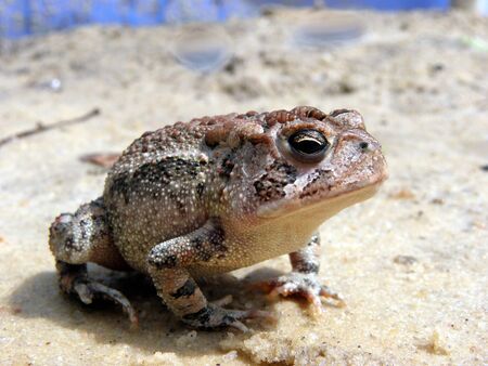 frog pose