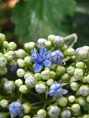 hydrangea bloomの写真素材