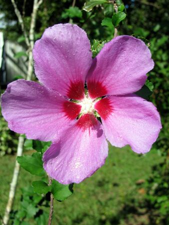 star design in flowerの写真素材