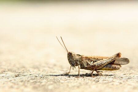 grasshopper on boardの写真素材