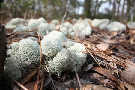 lichen
