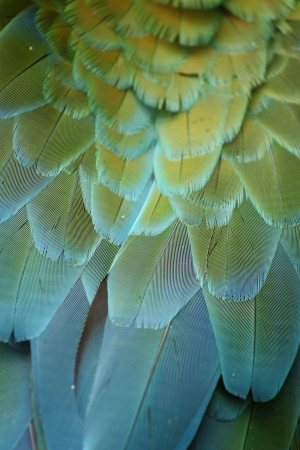 parrot feathersの写真素材