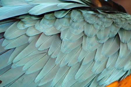 parrot feathersの写真素材