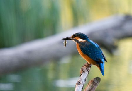 Kingfisher(Alcedo atthis)の写真素材