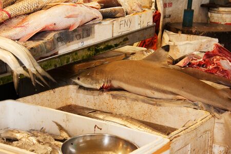 Fish's on the market in Singapore.Shark and other fresh fish.の写真素材
