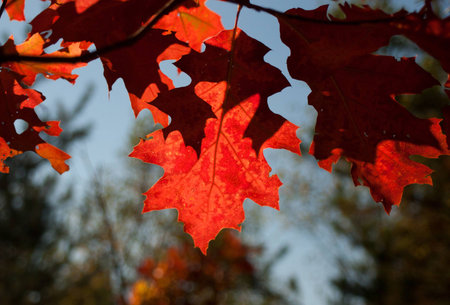 Poland.Leaves of the red oak with autumn.Closeup.Sunny October day.の写真素材