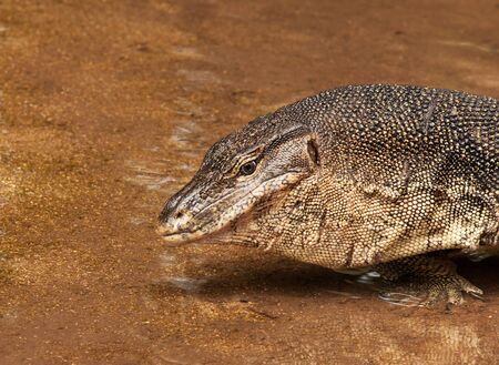 Malaysia,Tioman island.Water minitor lizard leaving the river ashore.の写真素材
