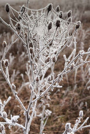 Poland in autumn.October morning on the meadow.Web frosted up on the bushの写真素材