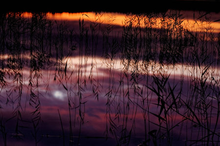 Poland , summer..Reflecting the evening sky in the water.in the water one can see lakes beautiful colours of sky and reflecting reedsの写真素材