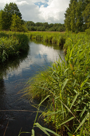 Wild river in Poland.Bory Tucholskie National park in summer.Chocina river , flowing through meadows and forests.Vertical view.の写真素材