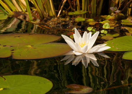 Poland in summer.Beautiful, white water lily growing in the river.Close , horizontal view.Visible, a clear reflection of the flower in the water.の写真素材
