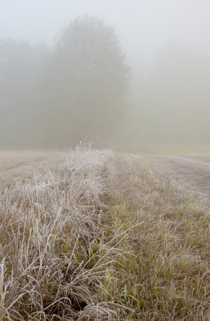 Poland.Meadows near Narew river in October.Frosty autumn, foggy morning in the meadow.Dense fog and frost on the grass.Vertical view.の写真素材