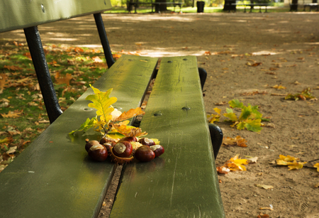 Poland.Warsaw.lazienki Royal park in autumn.Autumn in the park. Bench and on it a few chestnuts and leaves.Vew sideway.Horizontal.の写真素材