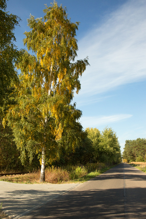 Poland in autumn.Tall, beautiful birch tree  with colorful leaves, growing at rural asphalt road.October in autumn.Vertical view.の写真素材
