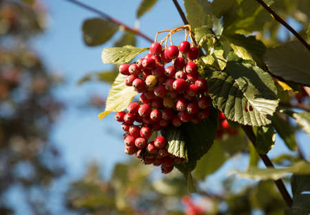 Poland in autumn.The berries of common rowan in autumnon against the sky.Horizontal view.の写真素材