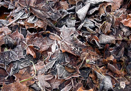 Rotting, covered the December frost leaves on the ground in the park. Horizontal view.の写真素材